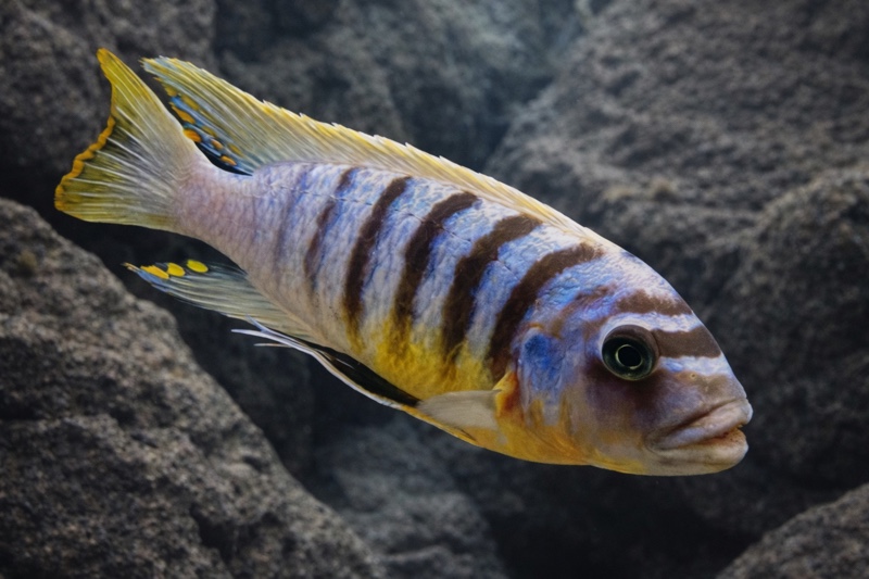 Maylandia fainzilberi 'Pomonda Rock'